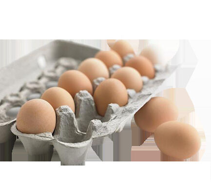 Máquina de moldeo de pulpa de papel para caja/taza de huevos de 15 toneladas