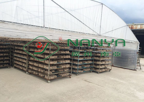 Máquina de la bandeja de la pulpa de la alta capacidad, cadena de producción del moldeado de la pulpa de la bandeja del huevo 3000 PC/H